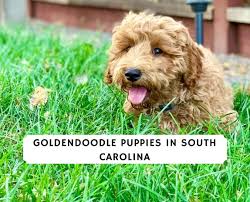 Premium labradoodle breeder atlanta georgia. Goldendoodle Puppies In South Carolina Top 7 Breeders We Love Doodles