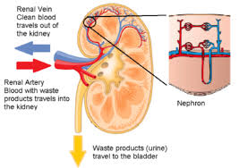 The same applies to the thoracic aorta that runs through the chest and other arteries such as the renal artery or pelvic artery which supply the kidneys and pelvic area. 19 3 Kidneys Biology Libretexts