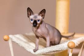 Jede art von haarvariation fällt aber immer noch unter die rasse don sphynx, sofern sie auch ansonsten der festgelegten norm entspricht. Welche Katzenrassen Ohne Fell Gibt Es Katzenwelt Net
