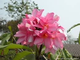 Pink San Germain A Rust Free Evergreen Plumeria Plumeria Frangipani Flower Garden