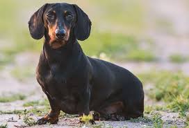We strive to produce some of the most beautiful dachshunds in a variety of colors including chocolates, creams, isabella's, reds, black/tans, dapple and brindle patterns. Dachshund Colors Patterns And Markings Playbarkrun