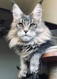 Pin On Maine Coon Uk