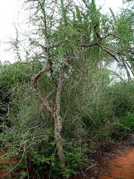 Image result for Commiphora viminea