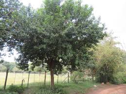 Image result for Warburgia