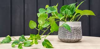 Pothos is great as an indoor hanging plant in a plant hanger, or on a shelf or plant stand. Pothos Plant Guide How To Care For Devil S Ivy Flower Power