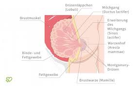 Brustdrusenentzundung In Der Stillzeit Symptome Ursachen Therapie Onmeda De