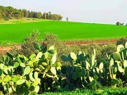 من سهول مدينة جنين شمال الضفة الغربية فلسطين palestine farmland outdoor