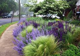 Border In Thomas Rainer S Garden Northern Virginia May Salvia Nepeta Nasella Ornamental Alliums Kousa Dog Garten Bepflanzen Garten Garten Landschaftsbau