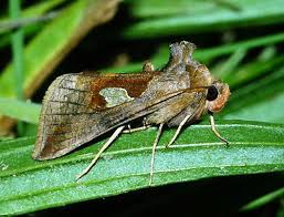 Image result for Autographa bractea