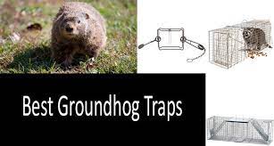How to humanely get rid of a groundhog? Best Groundhog Traps In 2021 Sturdy And Robust Design Buyer S Guide