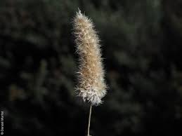 Image result for Enneapogon