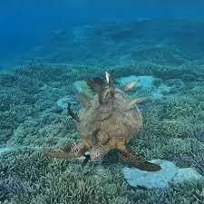 Turtle Cleaning Station Video In 2020 Turtle Day Sea Turtles Photography Baby Sea Turtles