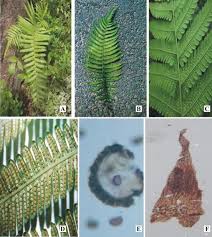 Image result for Pteris dentata