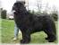 Black Tibetan Mastiff Big Fluffy Dogs