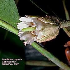 Image result for Sapotaceae