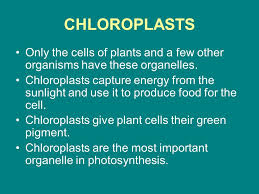 Images from purves et al., life: Cells Ppt Download