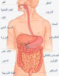 الجهاز الهضمي