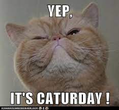 Check spelling or type a new query. Caturday Funny Cats Funny Cat Pictures