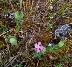 Image result for Solenangis conica