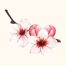 1,079 likes · 124 talking about this. Download Premium Vector Of Hand Drawn Cherry Blossom Flower Isolated 399610 Flor De Cerejeira Arte Flor De Cerejeira Flores Desenhadas A Mao