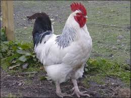 4 if your farm's owner expects you to work as part of the deal—rather than simply watch over things—come to some sort of mutual agreement as to all you need is a willingness to work, a desire to leave the city. Rare Imported Chicken Breeds Islamabad Chicken Breeds Sussex Chicken Breeds