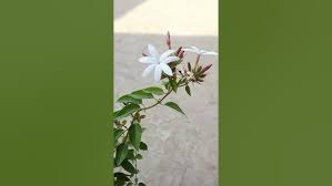 Image result for Jasminum multipartitum
