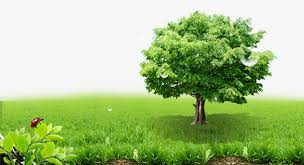 大树青草背景高清素材七星瓢虫大树草原草地in 2021 grass background grass background