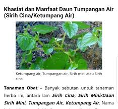 Khasiat daun sirih merah juga bagus untuk mengatasi radang tenggorokan. Benih Sireh Cina Ketumpang Air Sirih Tanah Tumpangan Air Daun Suruhan Shopee Malaysia