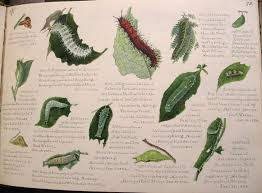 Image result for Deinbollia sp. A