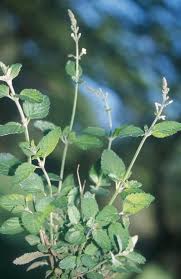 Image result for Lippia javanica