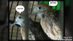 Check spelling or type a new query. Bedakan Perkutut Jantan Dan Betina Ombyokan Youtube