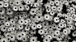 Tumblr laptop wallpapers top free tumblr laptop backgrounds wallpaperaccess. Tumblr Black And White Desktop Wallpapers Top Free Tumblr Black And White Desktop Backgrounds Wallpaperaccess