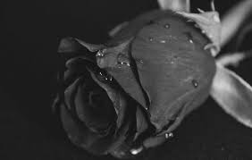 Black is strong, mysterious, powerful and unique in there are about over 3,000 flowers with dark petals, resembling black in certain light but there a few rare as we said earlier, despite several attempts, we don't have real black flowers. The Meaning Of Black Roses Black Rose Meaning Flower Glossary