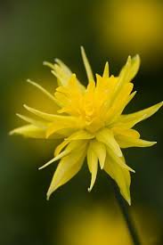 Narcissi Rip Van Winkle Narcissus Amazing Flowers Rip Van Winkle