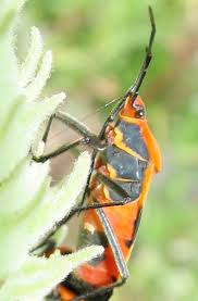 Large Milkweed Bug Oncopeltus Fasciatus Bugguide Net