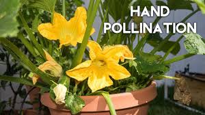 Hand pollinating is often the key to having a large squash harvest if your pollinator. How To Pollinate Zucchini Squash Cucumber Pumpkin For Huge Yields Youtube