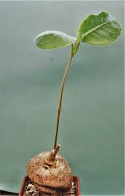 Image result for Raphionacme globosa