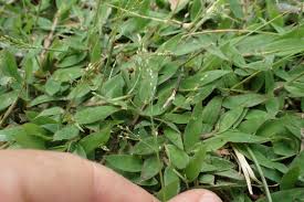 Image result for Urochloa umbellata