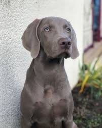 Epingle Sur Hunting Dog Race De Chien De Chasse