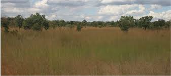 Image result for Ochna rovumensis