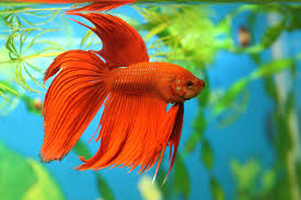Betta Daddies Nurture Until They Don T Herald Review Com
