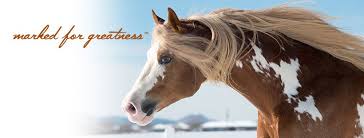 Now, more than 40 years on, we have experienced enormous growth in members and the paint horse breed. American Paint Horse Association Linkedin