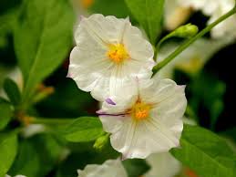 Image result for Lycianthes rantonnetii