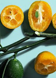 Though the citrus fruit resembles an orange in shape and you can either eat the seeds or pick them out—eater's choice! In Season Now Buying Storing And Preparing Kumquats