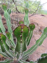 Image result for Euphorbia transvaalensis