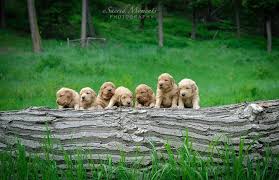 This litter of darker golden retrievers is due early june. Cascade Mountain Goldens Golden Retriever Breeder In Washington State