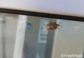 The green shield bug in video. Italy Green Shield Bugs Can Also Be Harmful