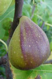 Feigenbaum Gustis Twotimer Feigen Feigenbaum Und Obst