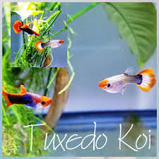 Pin On Fish Fishtanks