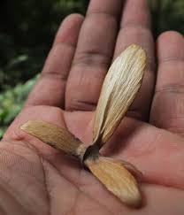 Sycamore tree leaves grow alternately—meaning that a single leaf attaches to one spot on the stem. Helicopter Trees Fireside Science